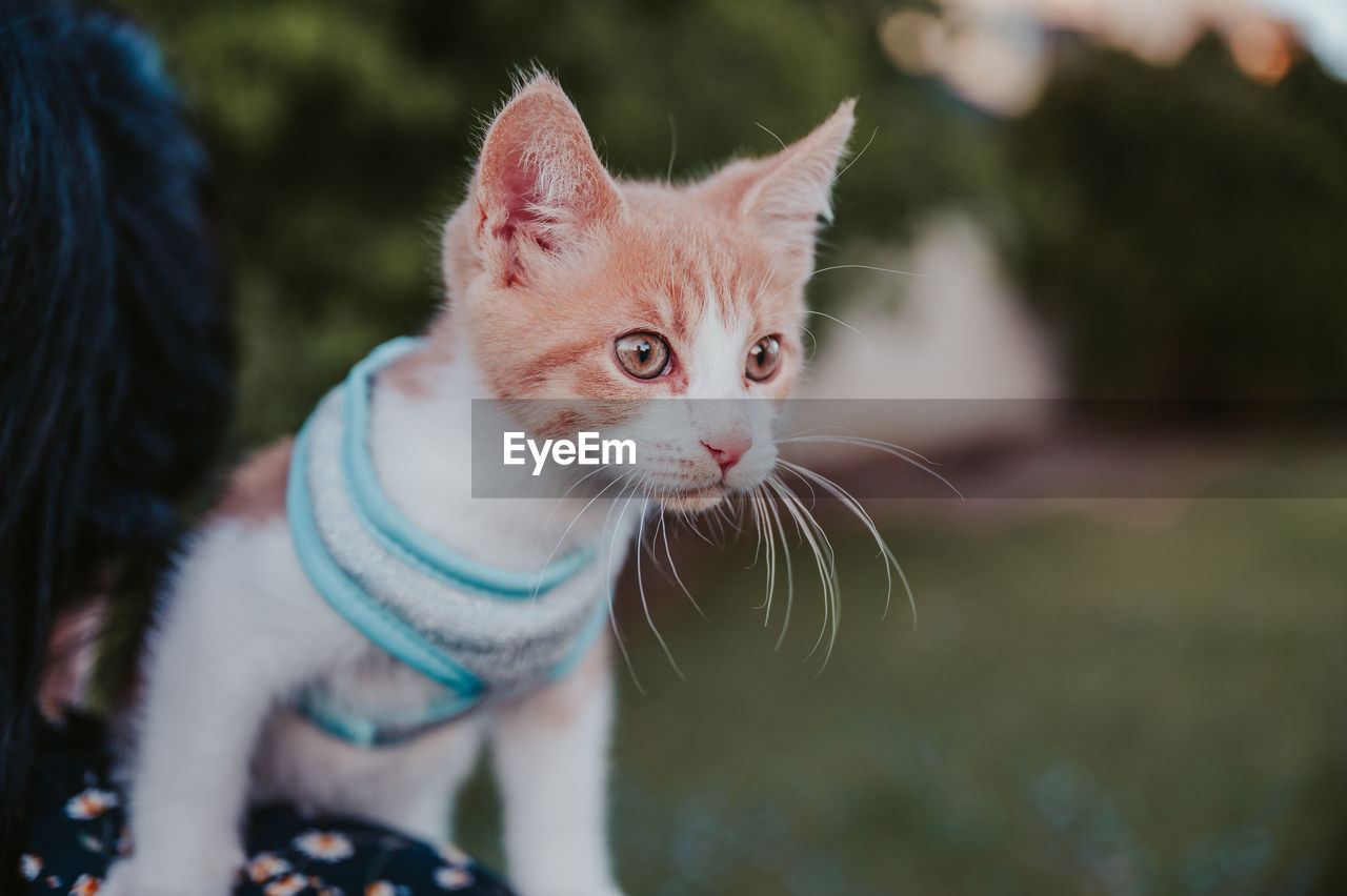 animal, cat, animal themes, pet, domestic animals, mammal, one animal, domestic cat, feline, whiskers, small to medium-sized cats, felidae, kitten, no people, looking, portrait, animal body part, focus on foreground, cute, looking away, day, young animal