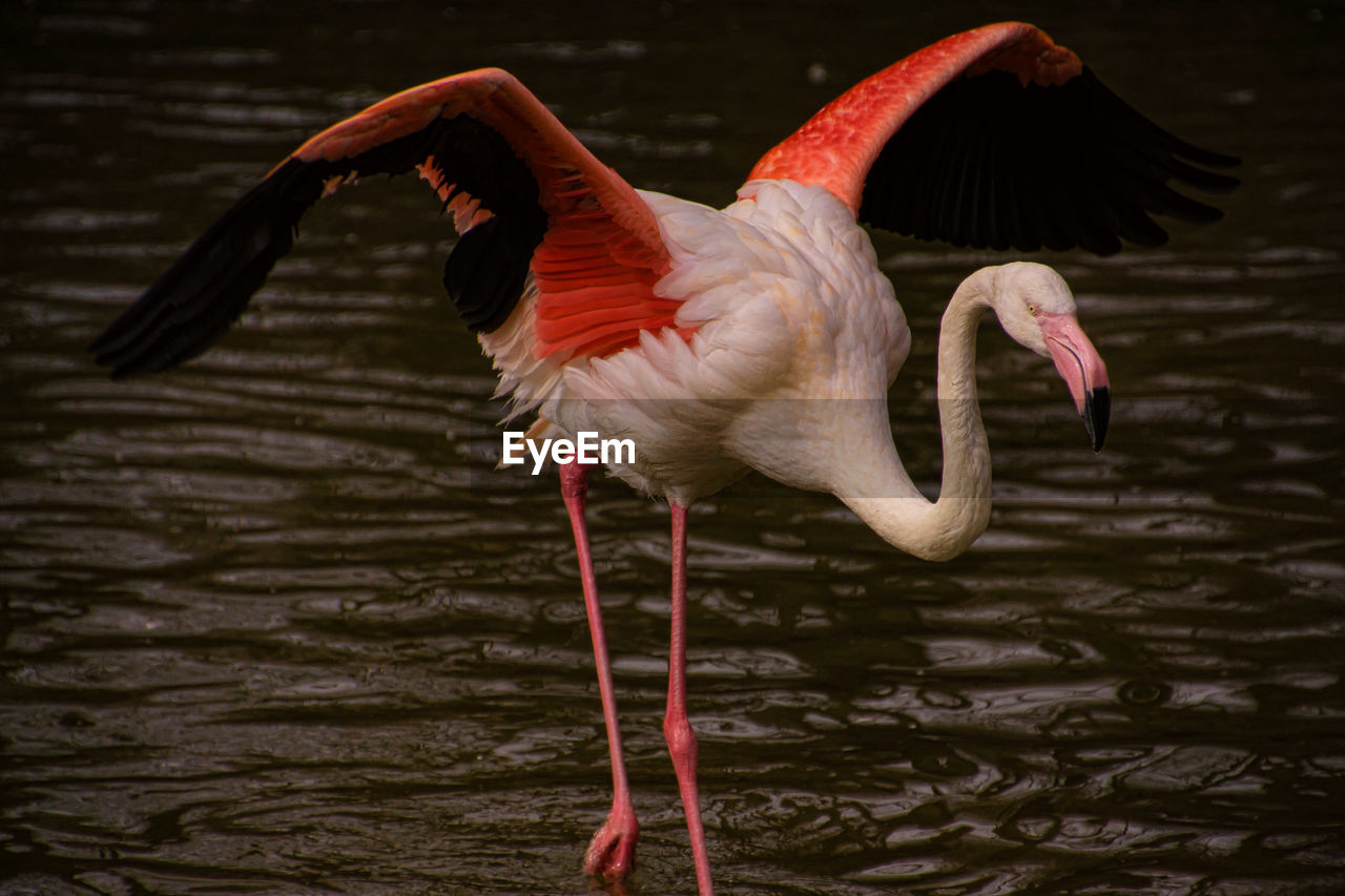 Pink flamingo taking flight in the munich zoo