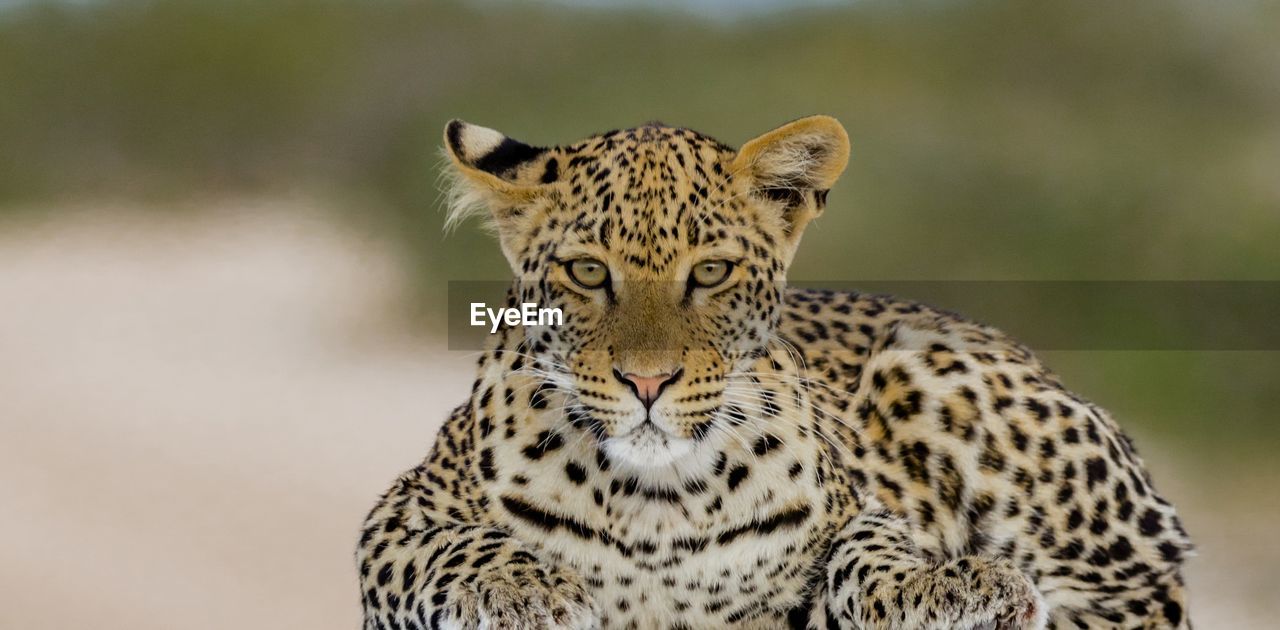 Young leopard in etosha, a national park of namibia