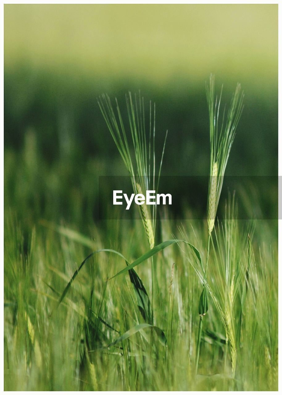 Close-up of wheat field