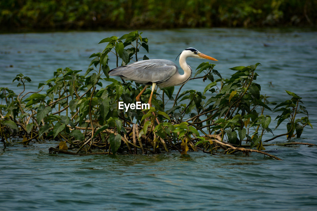 VIEW OF DUCK IN LAKE