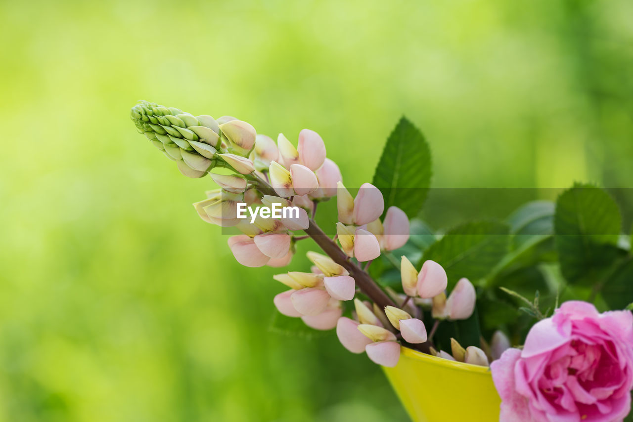 CLOSE-UP OF PINK FLOWER BUDS