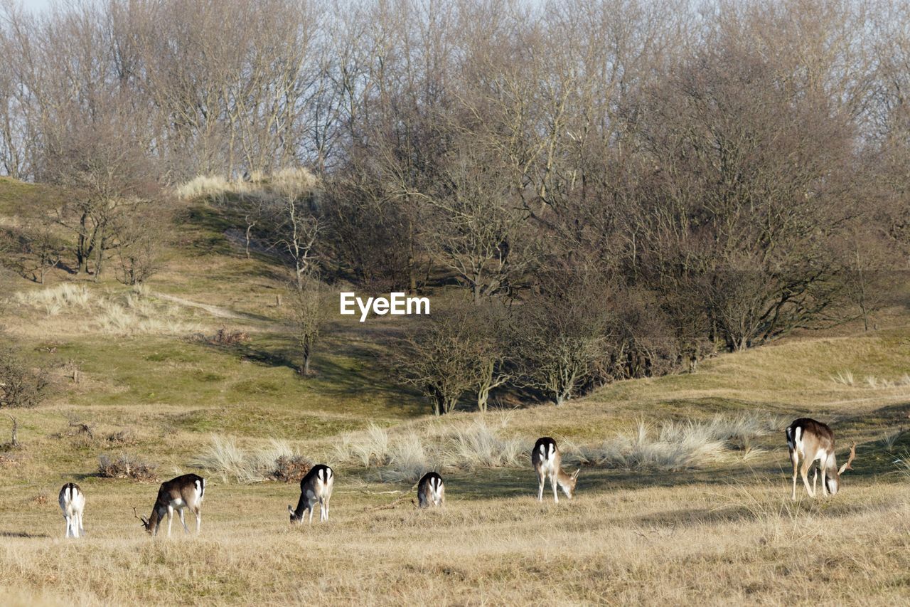 VIEW OF DOG IN THE PARK