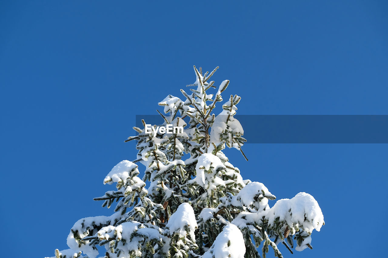 Snow covered christmas tree crown with cones and clear blue sky. 