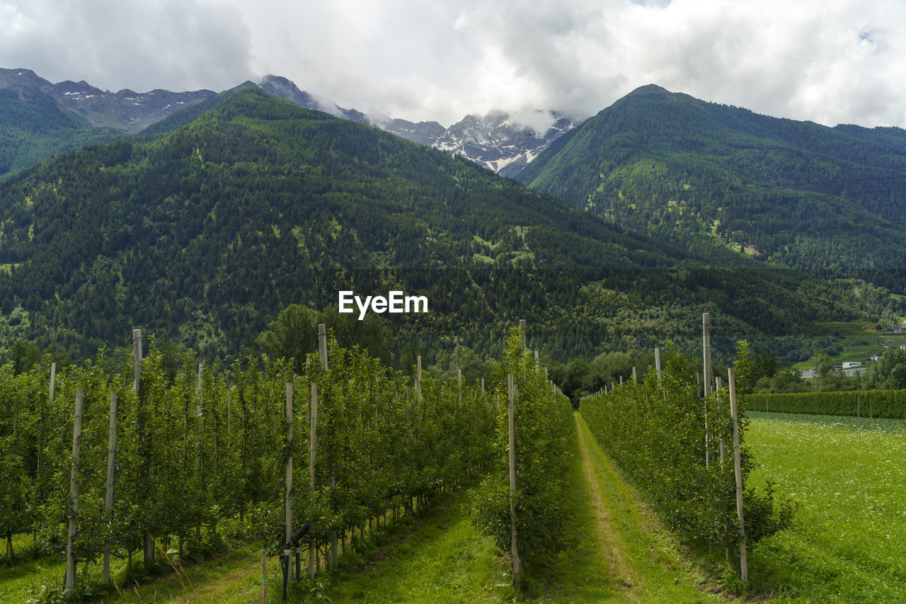 SCENIC VIEW OF FIELD AGAINST MOUNTAINS