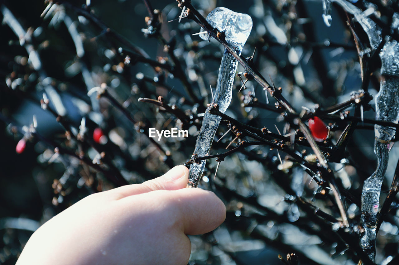 Close-up of hand holding icicle on branch