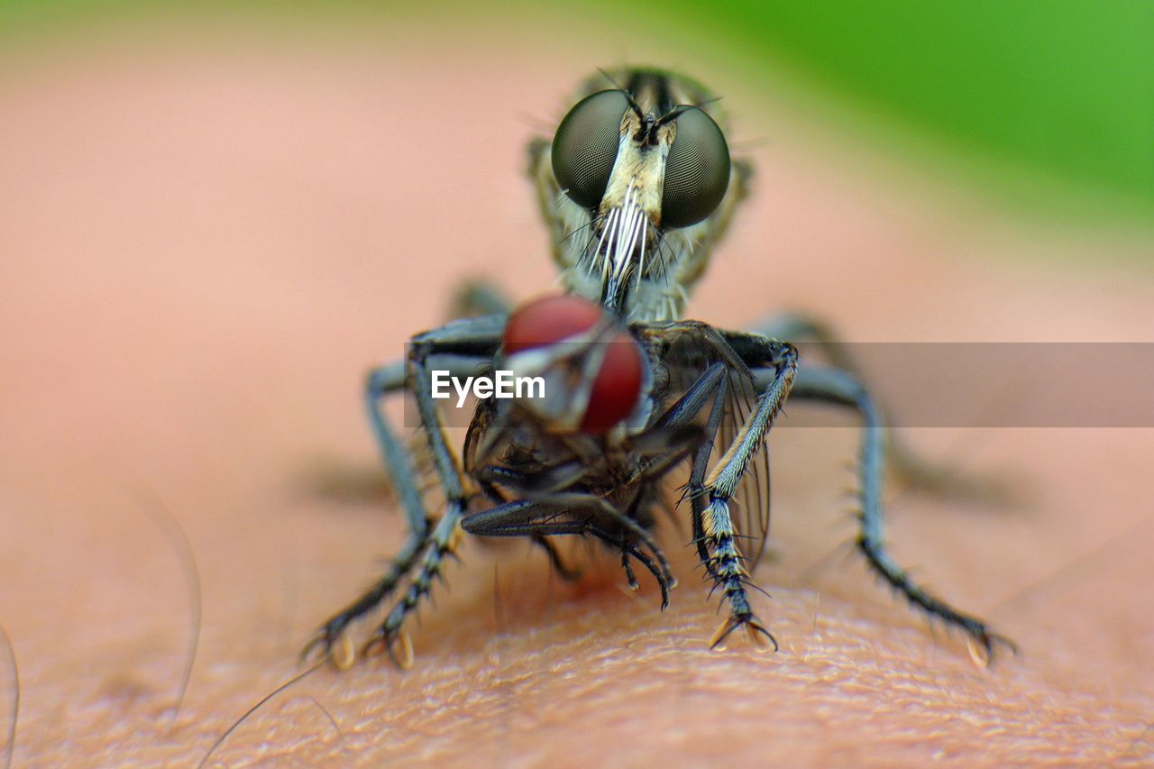 Close-up of insect