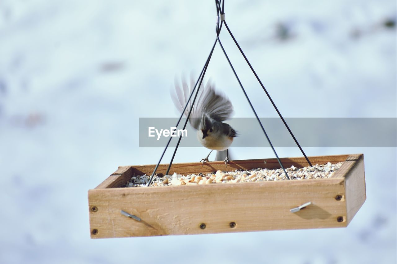 Close-up of bird perching on wood