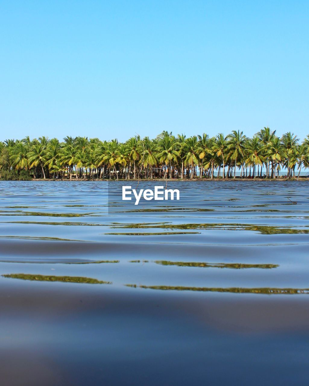 SCENIC VIEW OF TREES AGAINST CLEAR SKY