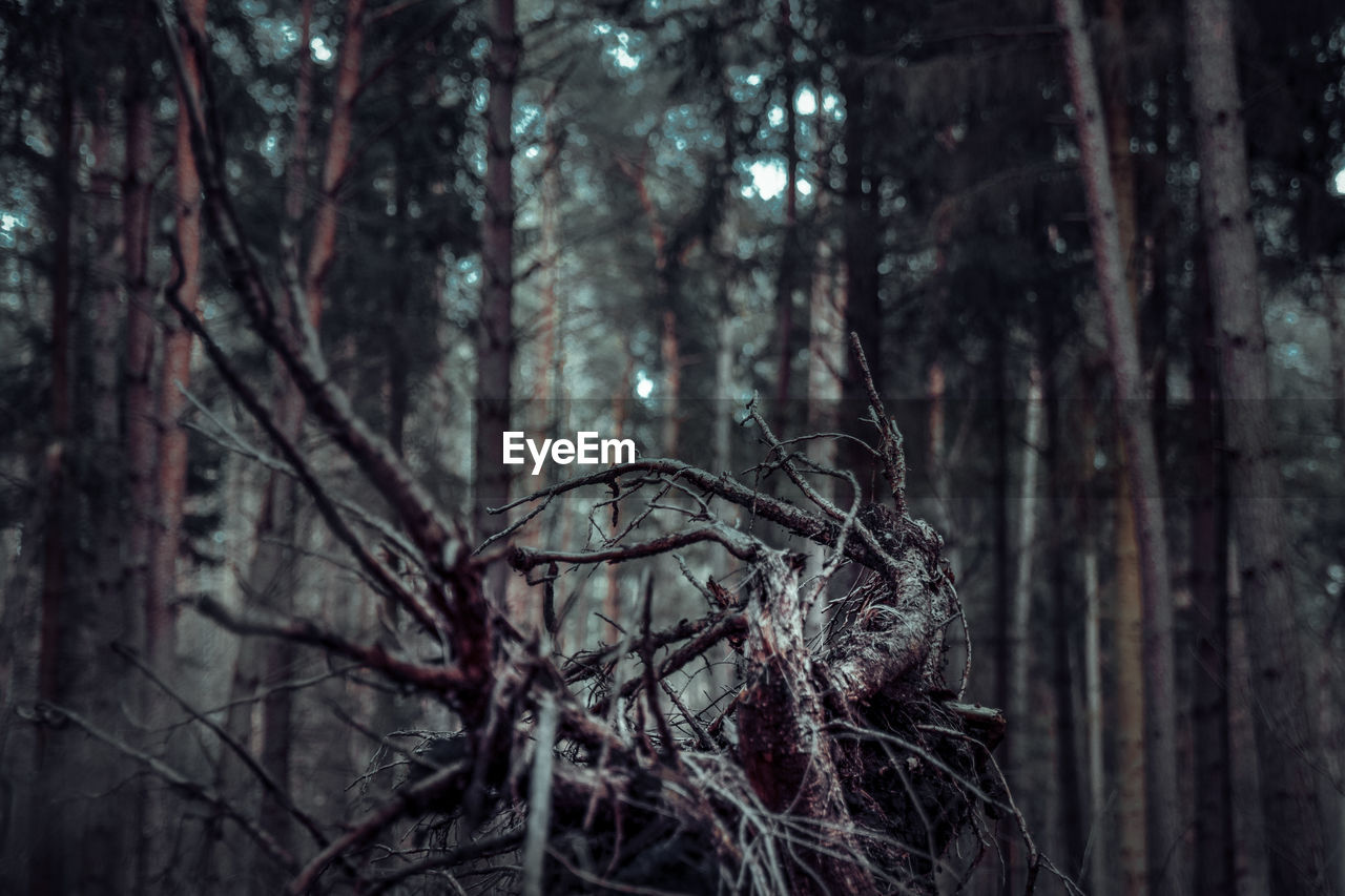 Close-up of tree trunk in forest