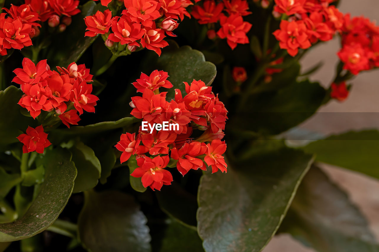CLOSE-UP OF RED FLOWERING PLANT