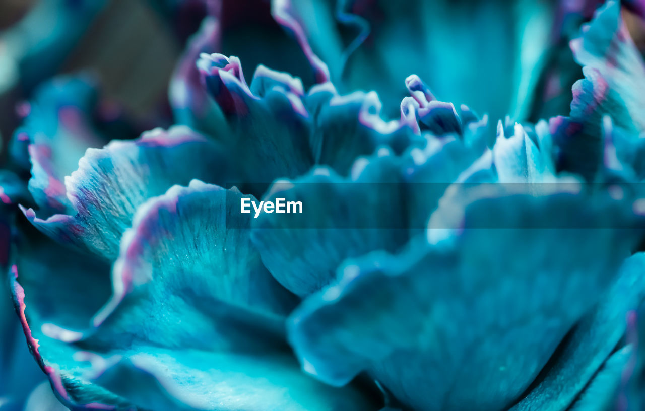 Full frame shot of blue flowers