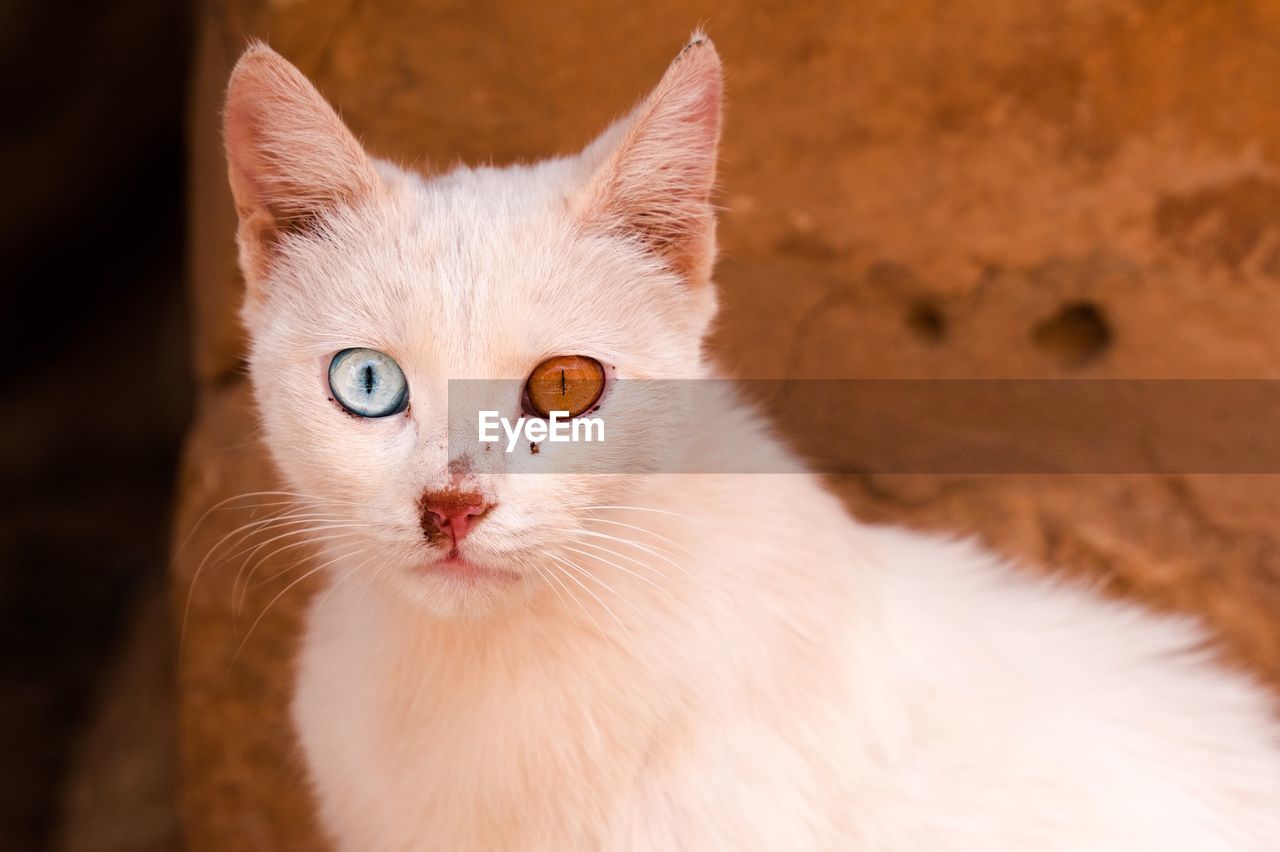 Close-up portrait of white cat