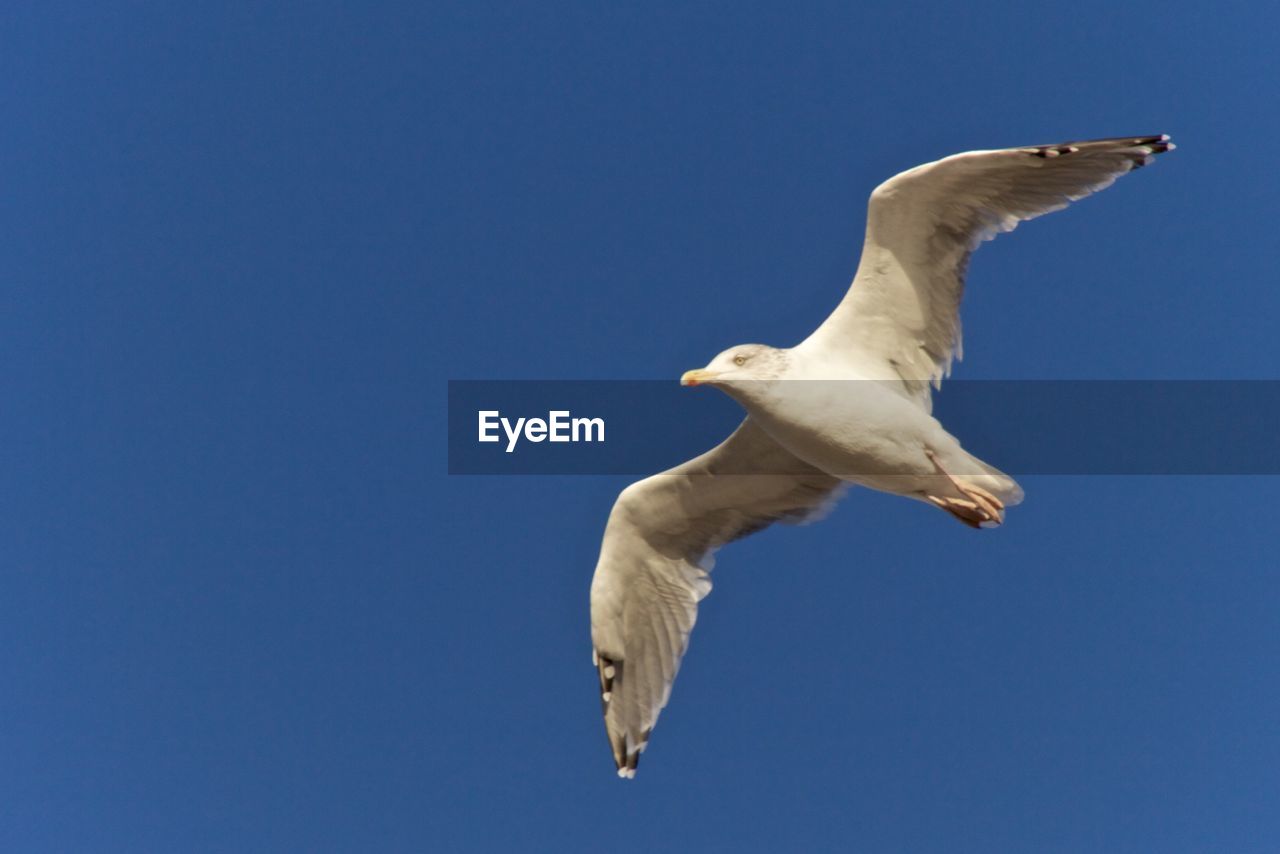 Low angle view of seagull flying against clear blue sky