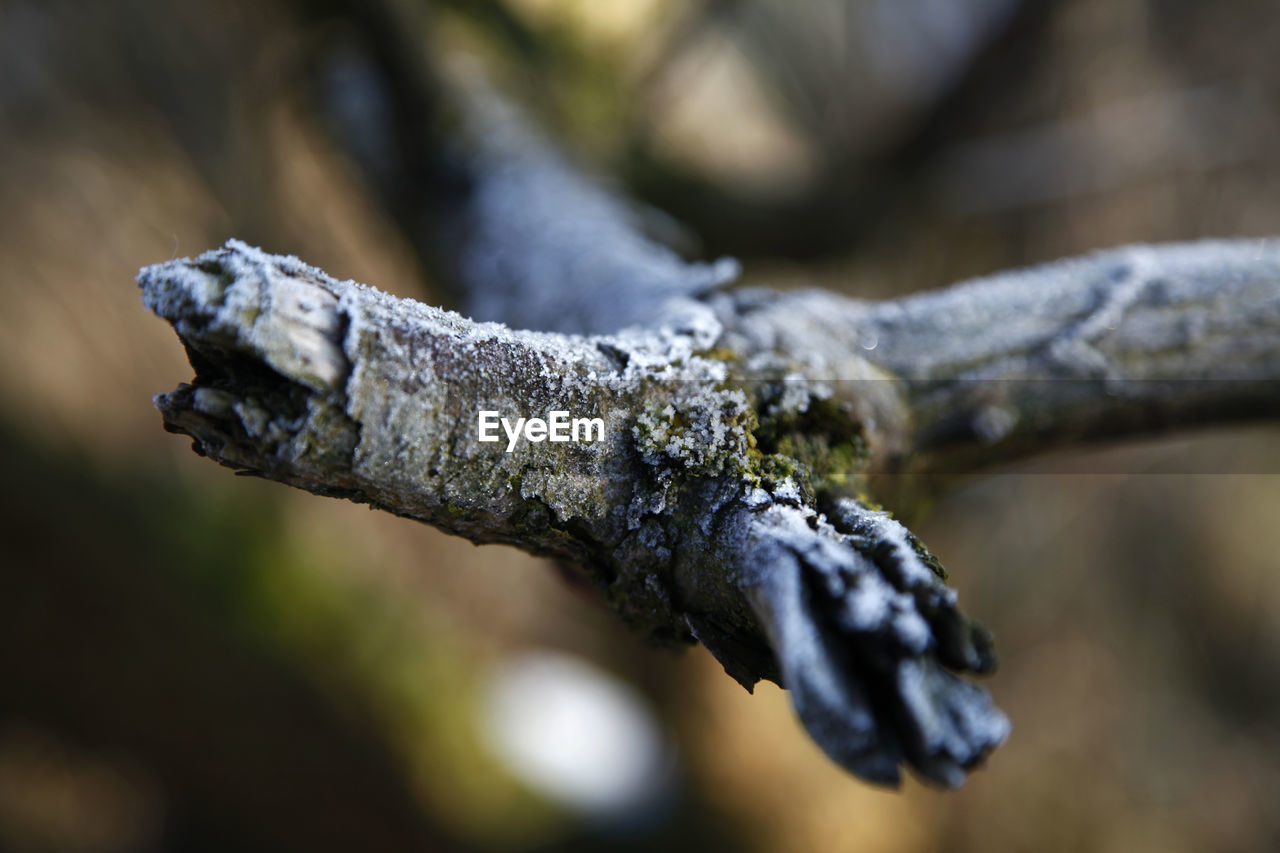 Close-up of frozen tree trunk during winter