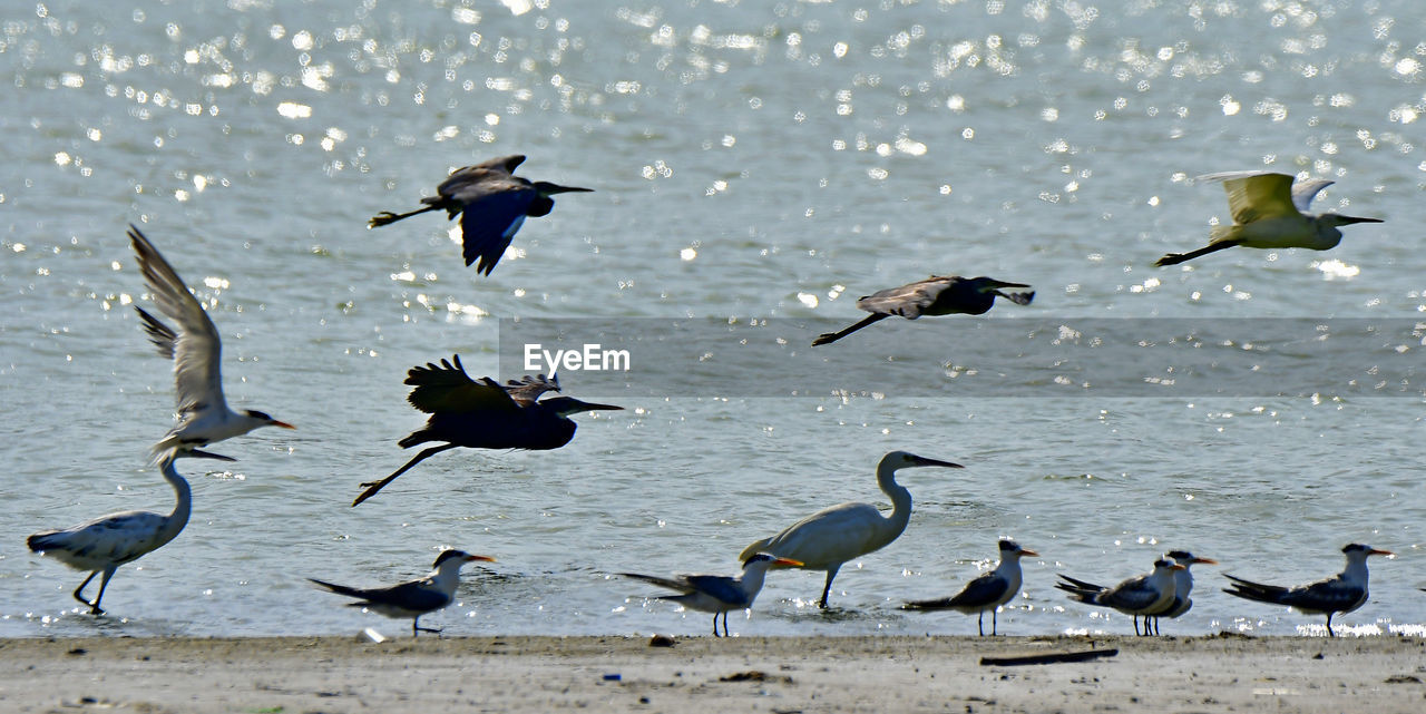 Herons and terns all together in group bird photos