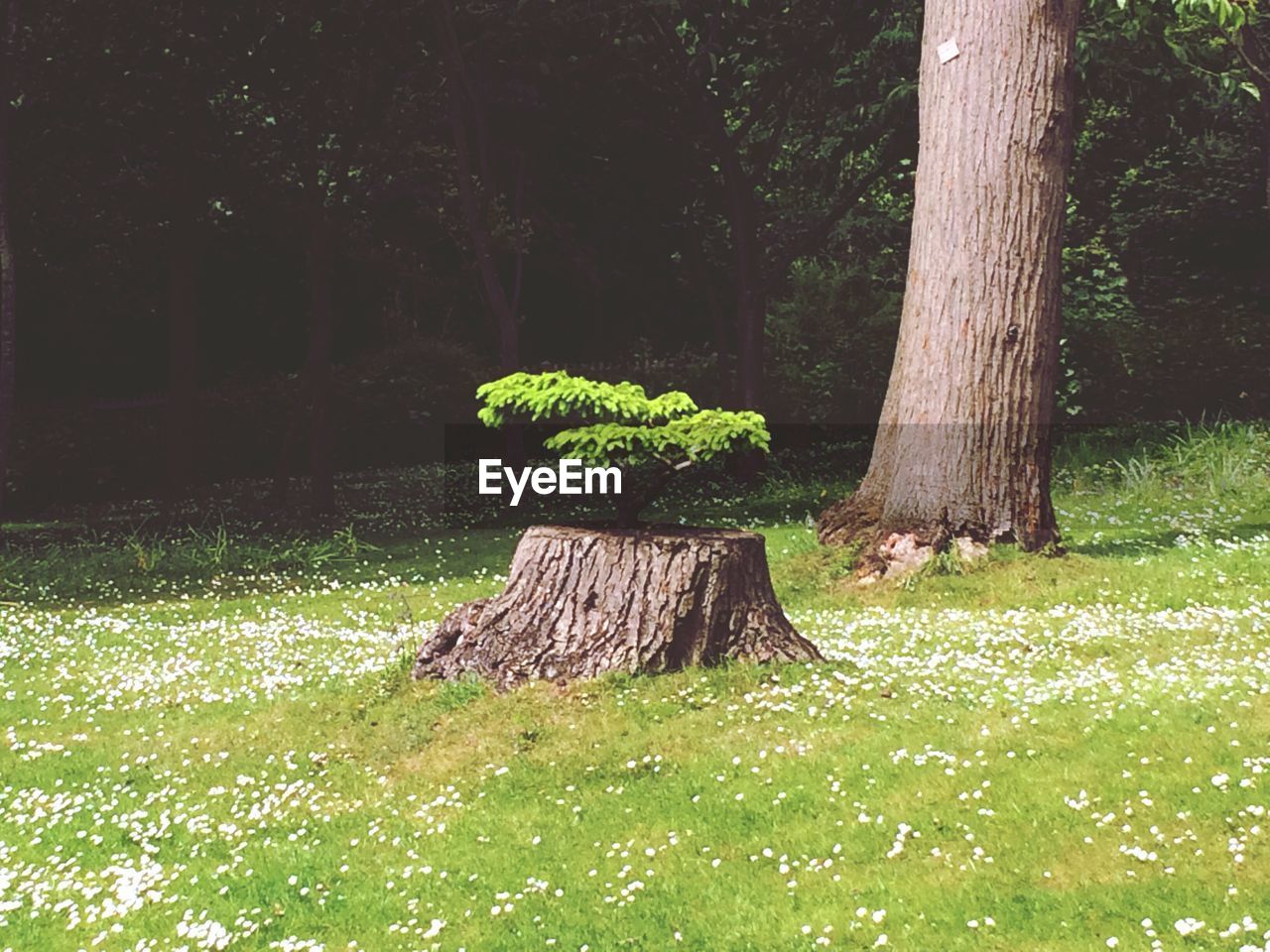 TREES GROWING ON TREE