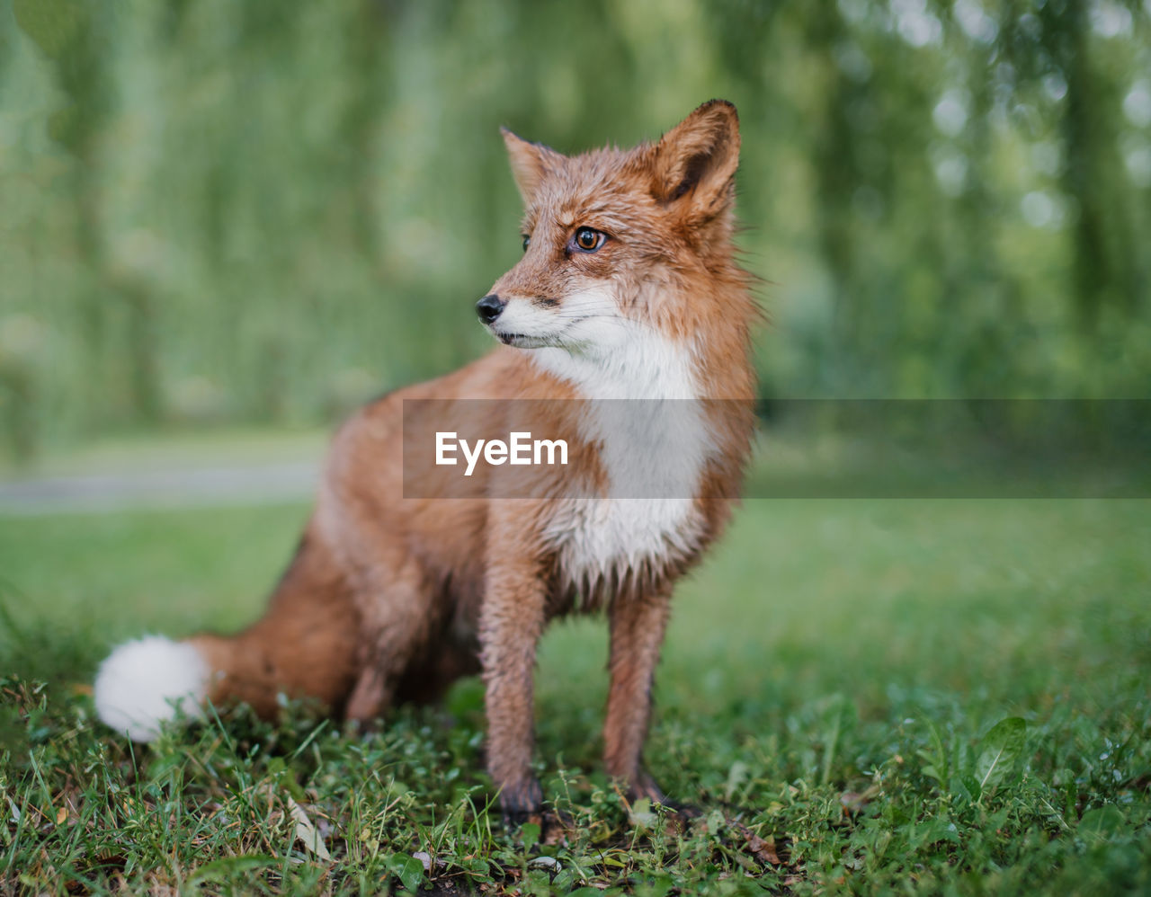 Fox looking away on field