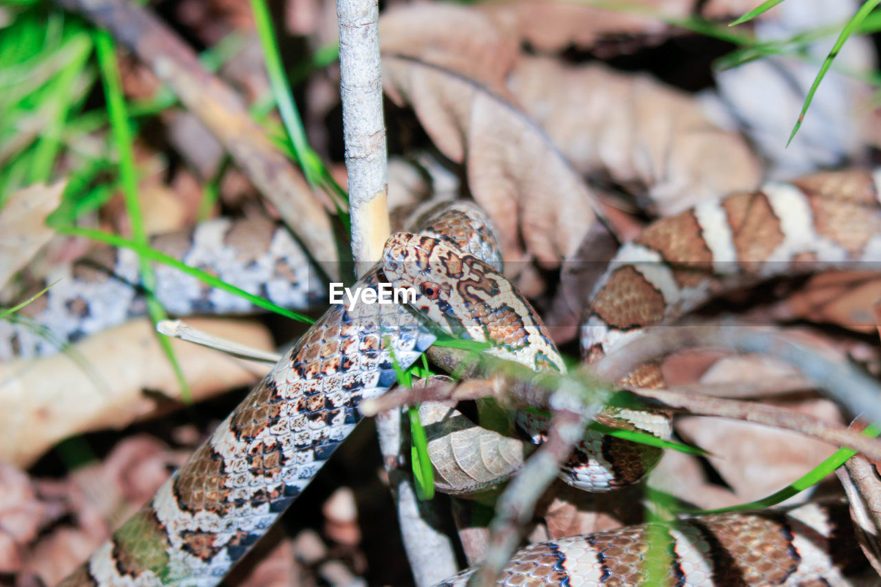 HIGH ANGLE VIEW OF DRY LEAVES ON PLANT