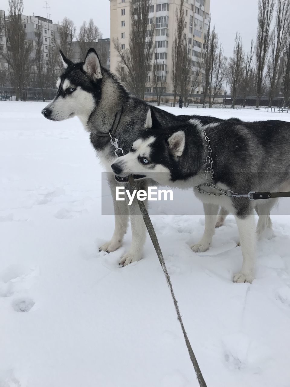 Dogs standing on snow covered land