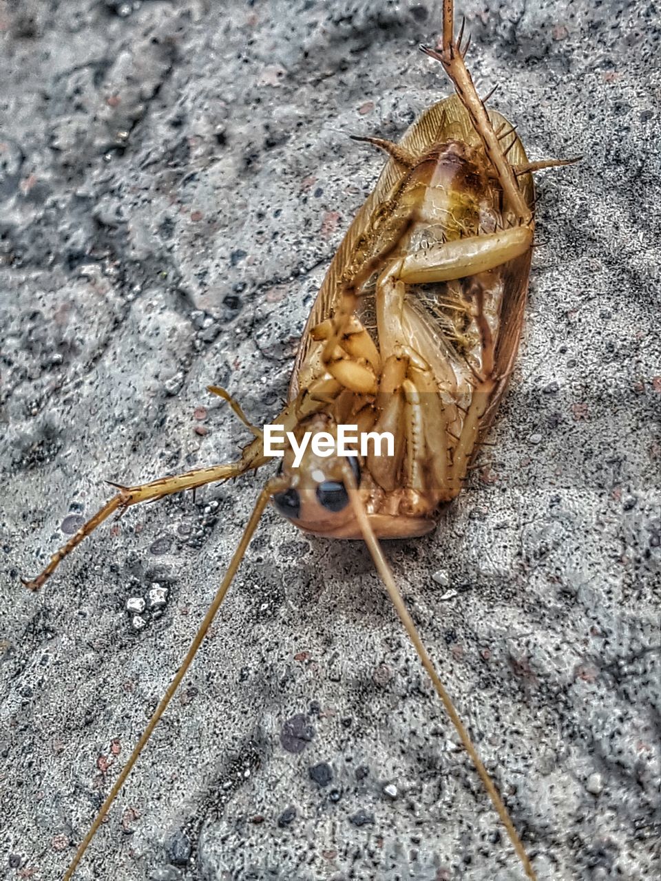 High angle view of dead cockroach on sand