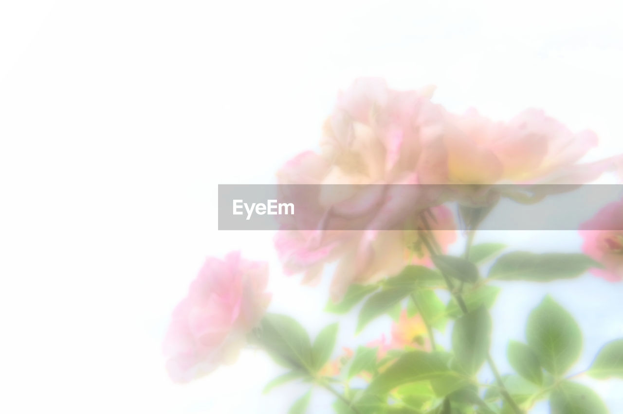 CLOSE-UP OF PINK FLOWERS BLOOMING AGAINST SKY