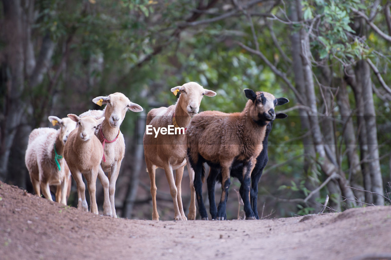 Sheep standing on field