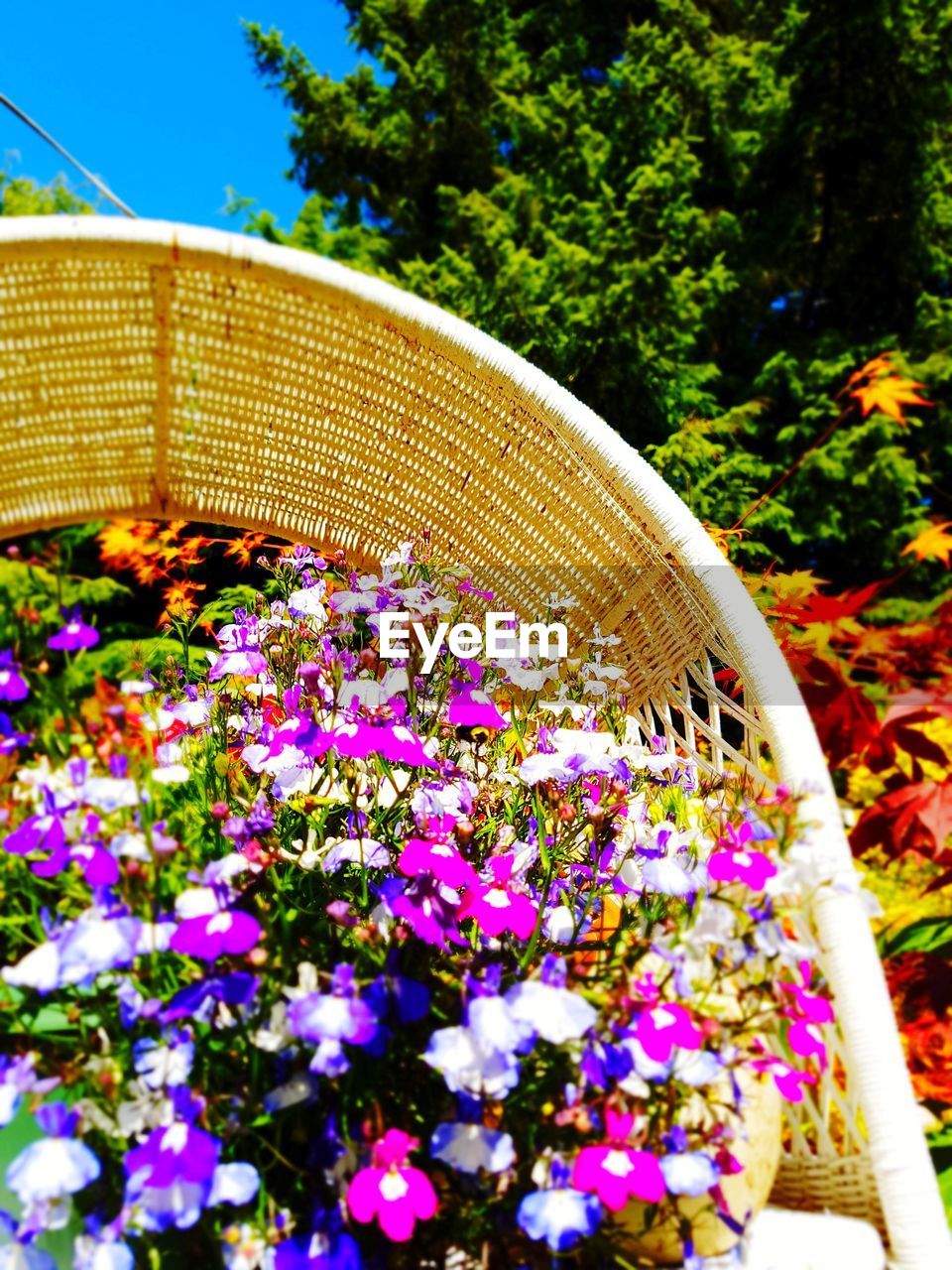 CLOSE-UP OF PURPLE FLOWERING PLANTS IN YARD