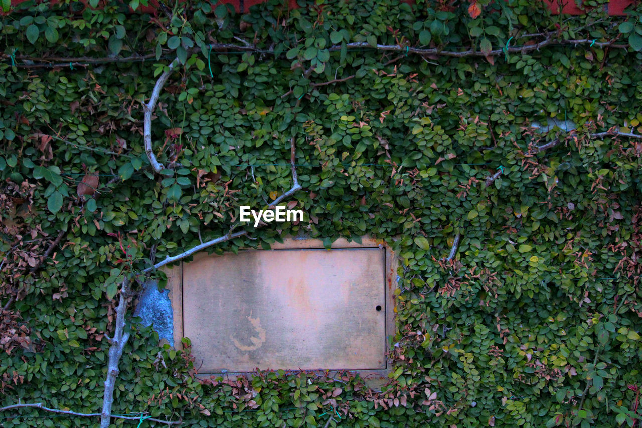 Ivy Leaf Grass Plant Green Color Close-up Creeper Abandoned Rusty