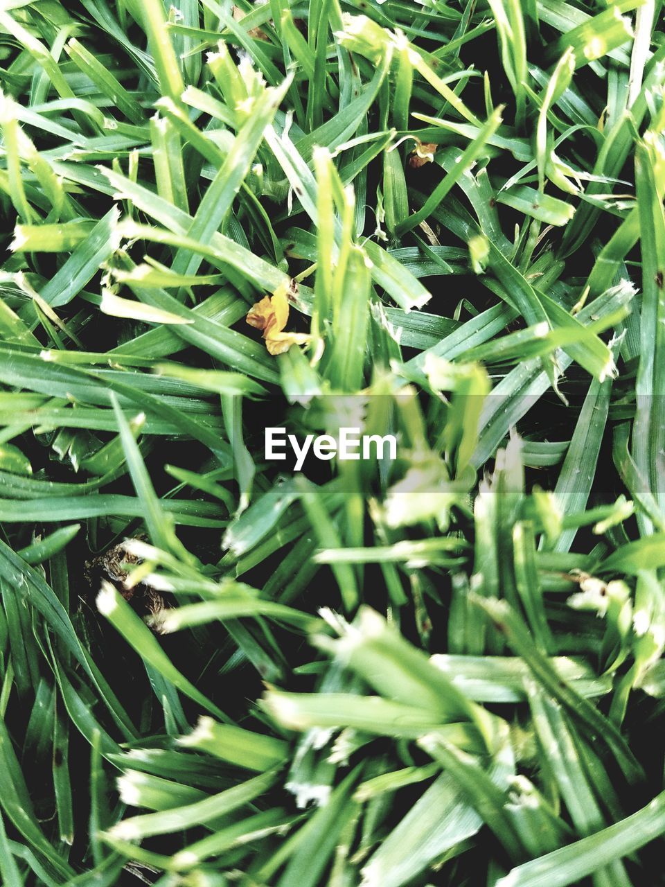 FULL FRAME SHOT OF GRASS