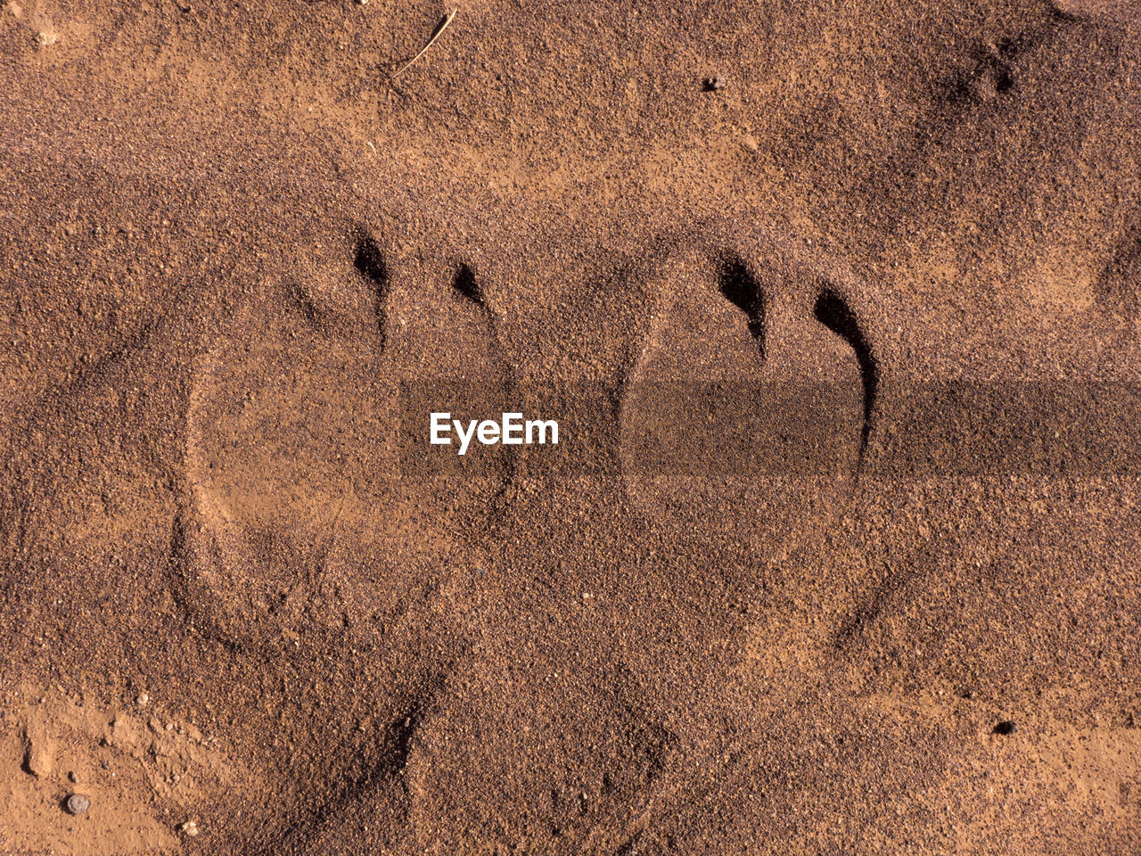 The traces, hoof traces of a camel in the sand. seen in morocco in the sahara desert