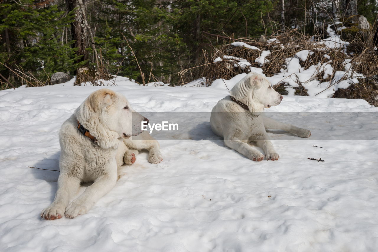 animal themes, animal, mammal, pet, dog, snow, cold temperature, winter, group of animals, domestic animals, canine, nature, white, two animals, tree, no people, relaxation, animal wildlife, plant, day, wildlife, outdoors, land, resting, polar bear