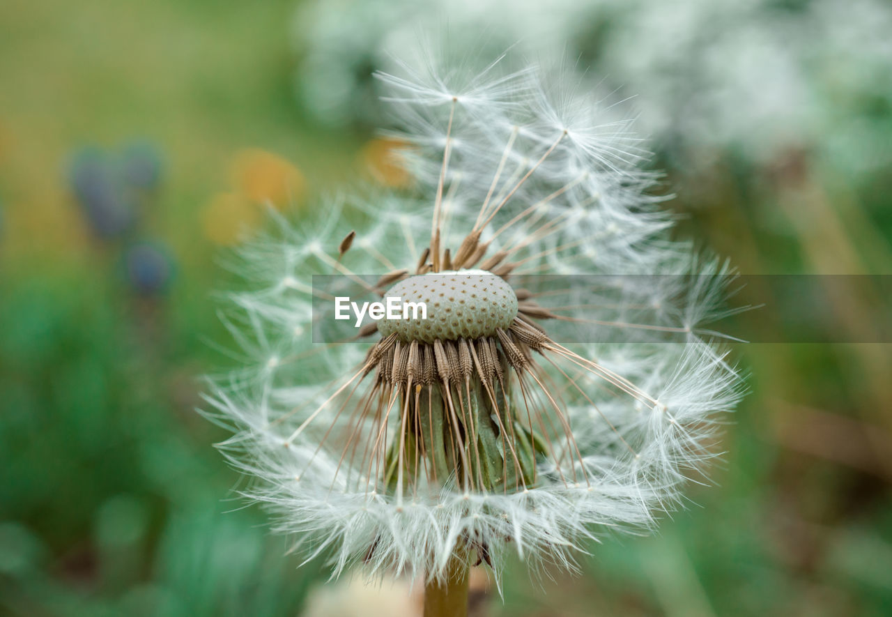 Close-up of dandelion against blurred background