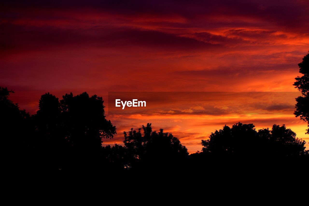 SILHOUETTE TREES AGAINST ORANGE SKY