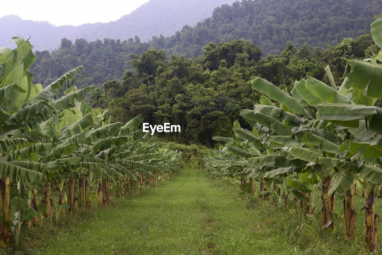 SCENIC VIEW OF RICE FIELD