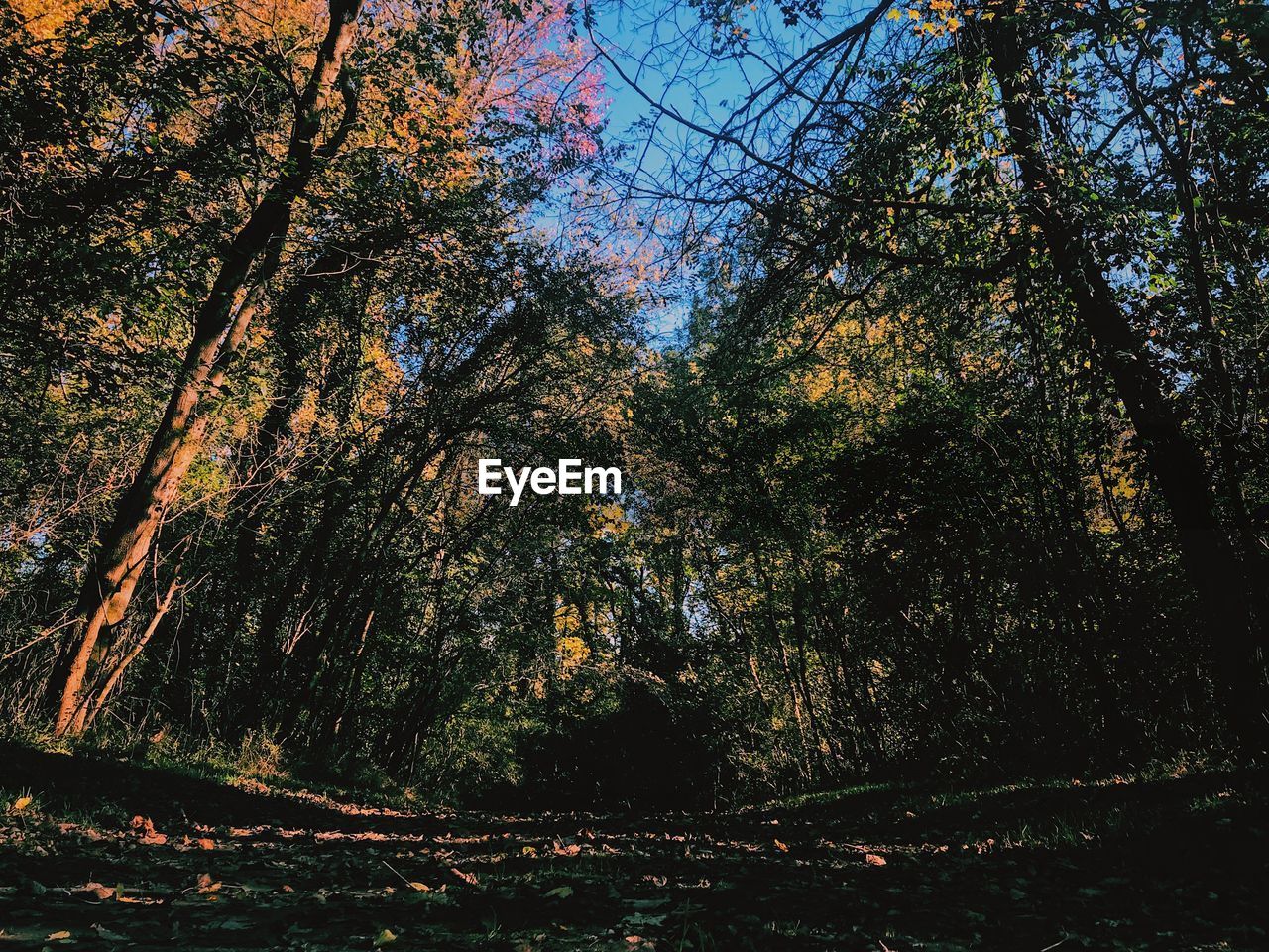 LOW ANGLE VIEW OF TREES AGAINST SKY DURING AUTUMN