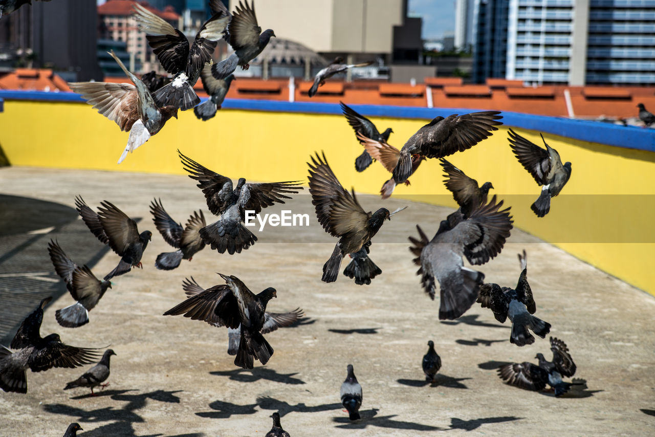 FLOCK OF PIGEONS