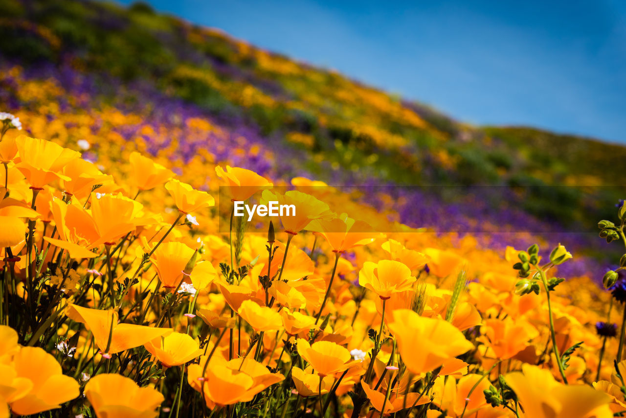 Close-up of fresh yellow flowers blooming in field against sky