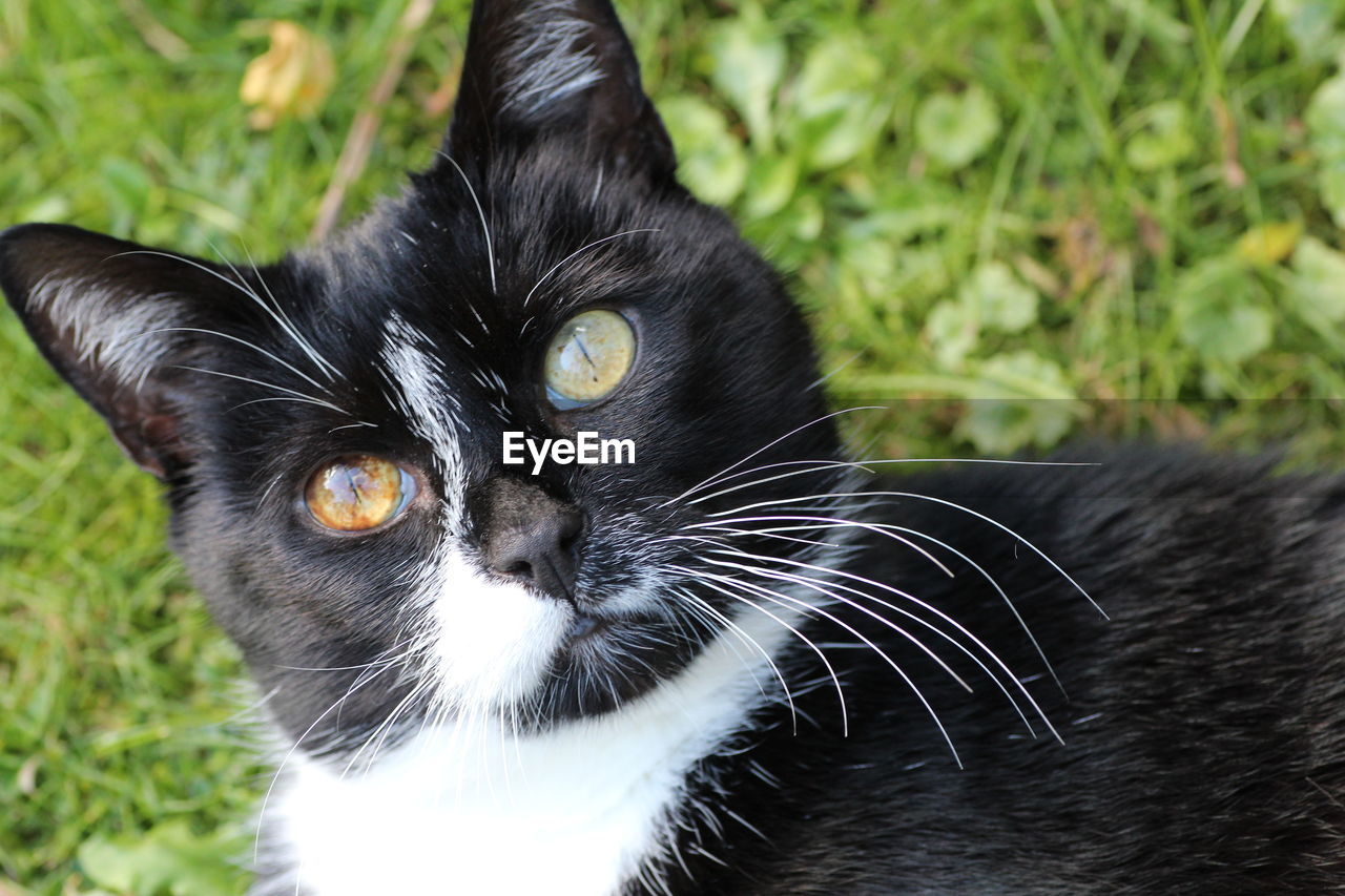 Close-up portrait of black cat