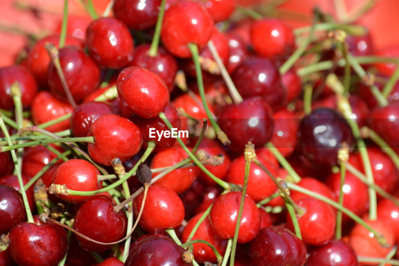 CLOSE-UP VIEW OF CHERRIES