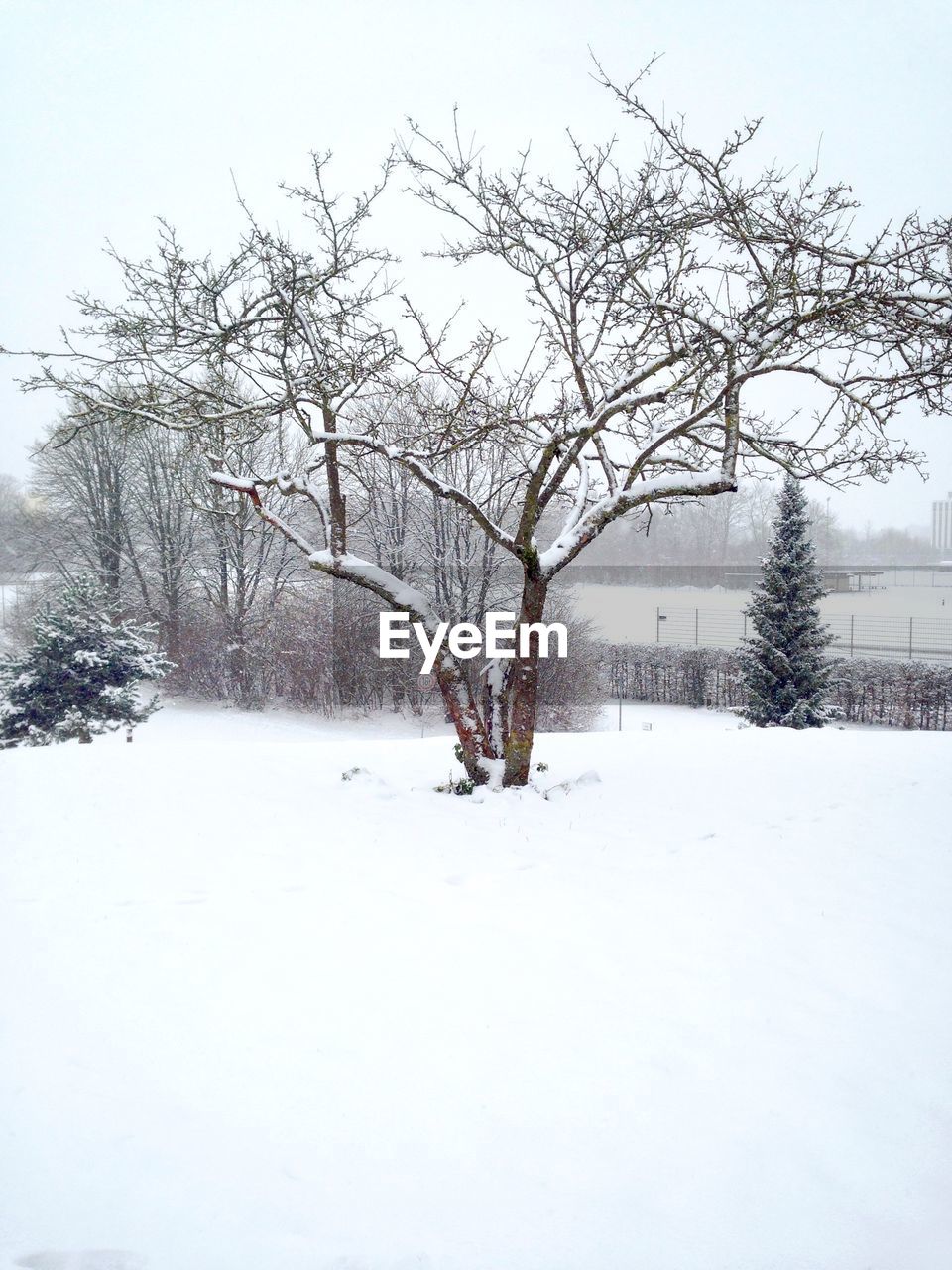 Bare tree in snow