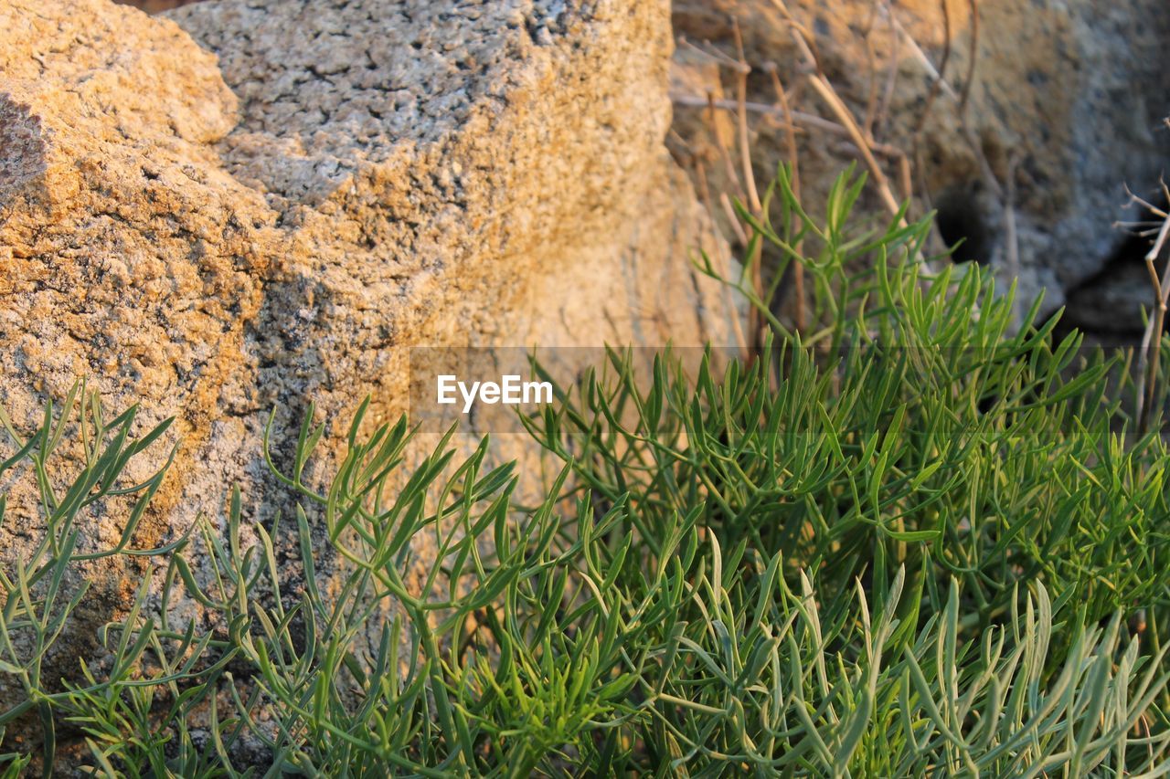 Plants growing on field