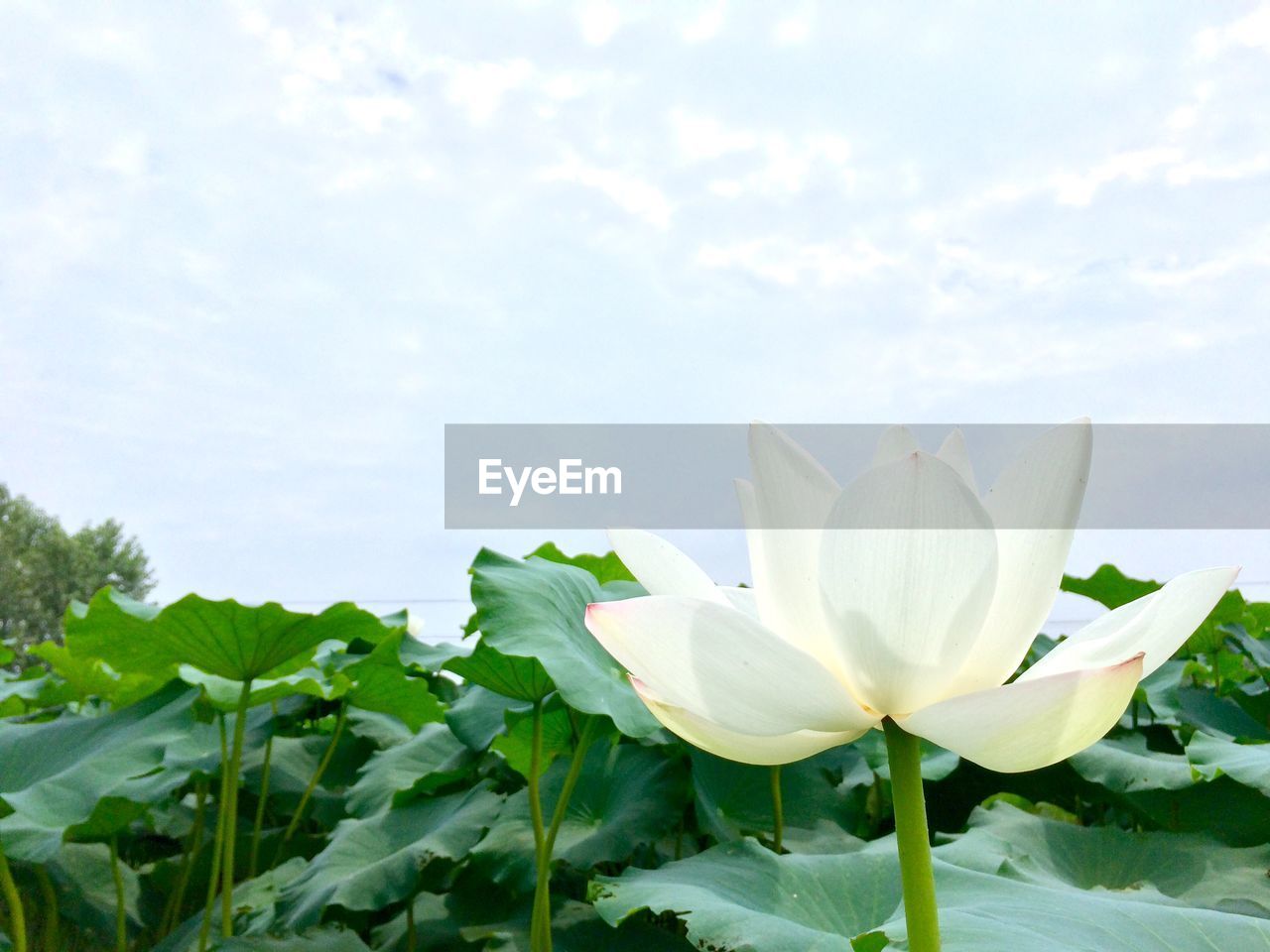 Close-up of white water lily blooming