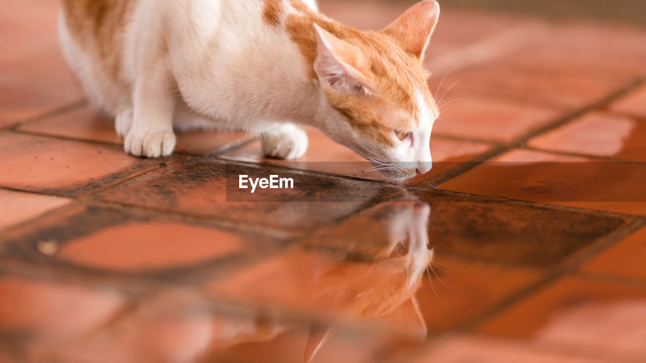 HIGH ANGLE VIEW OF A DOG DRINKING WATER ON FLOOR