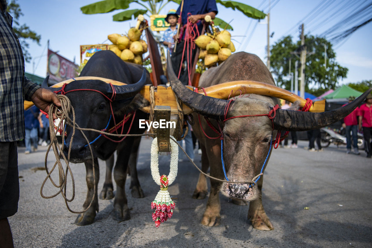 high angle view of cow standing on street