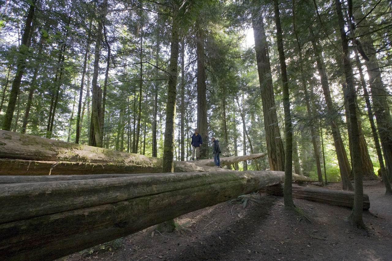 Man and woman walking on fallen trees in forest