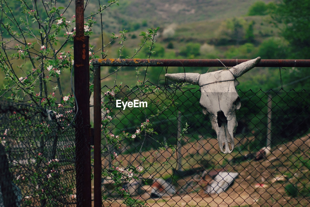 Skull of animal on fence