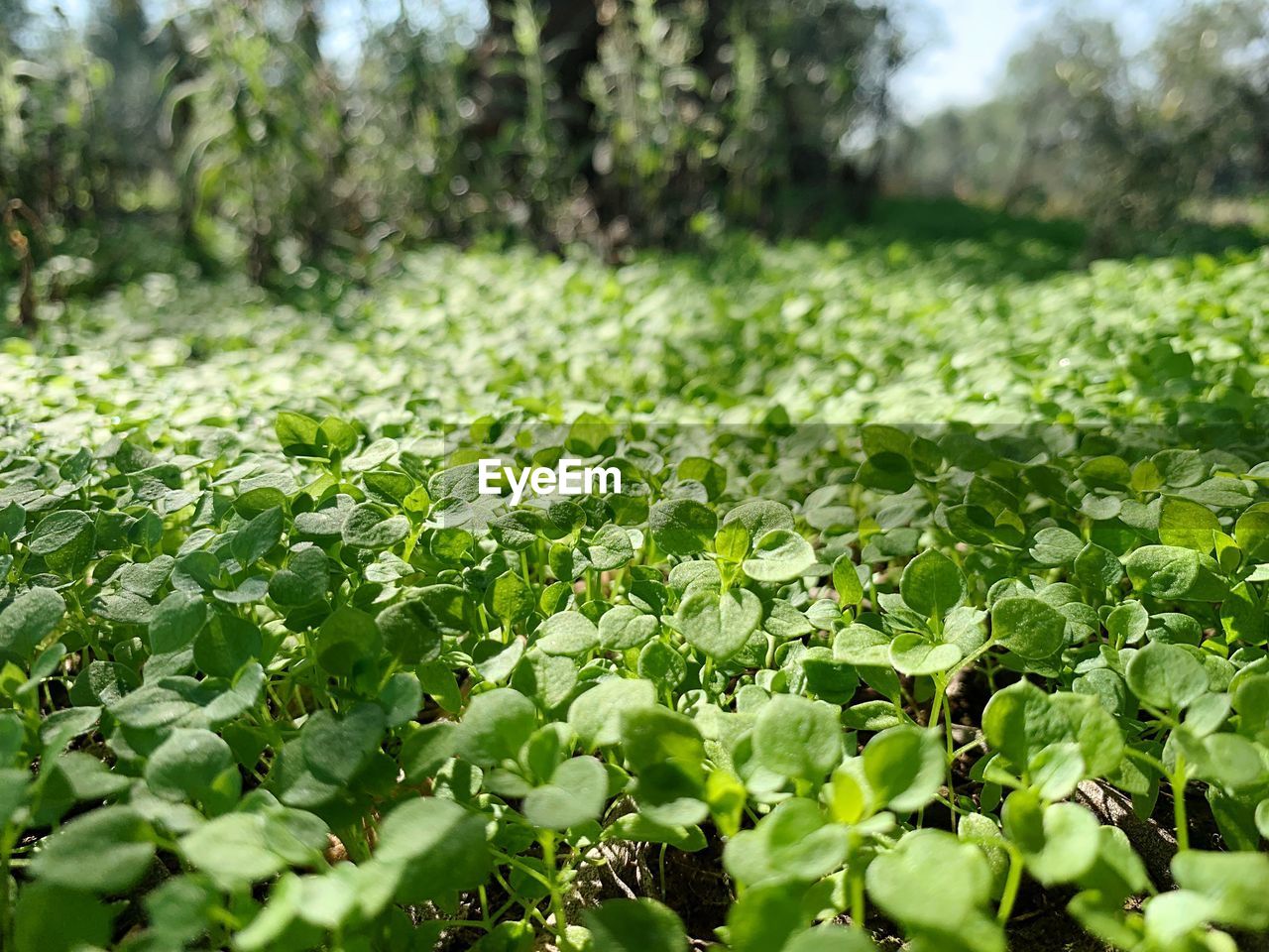 CLOSE-UP OF FRESH GREEN PLANTS IN FIELD