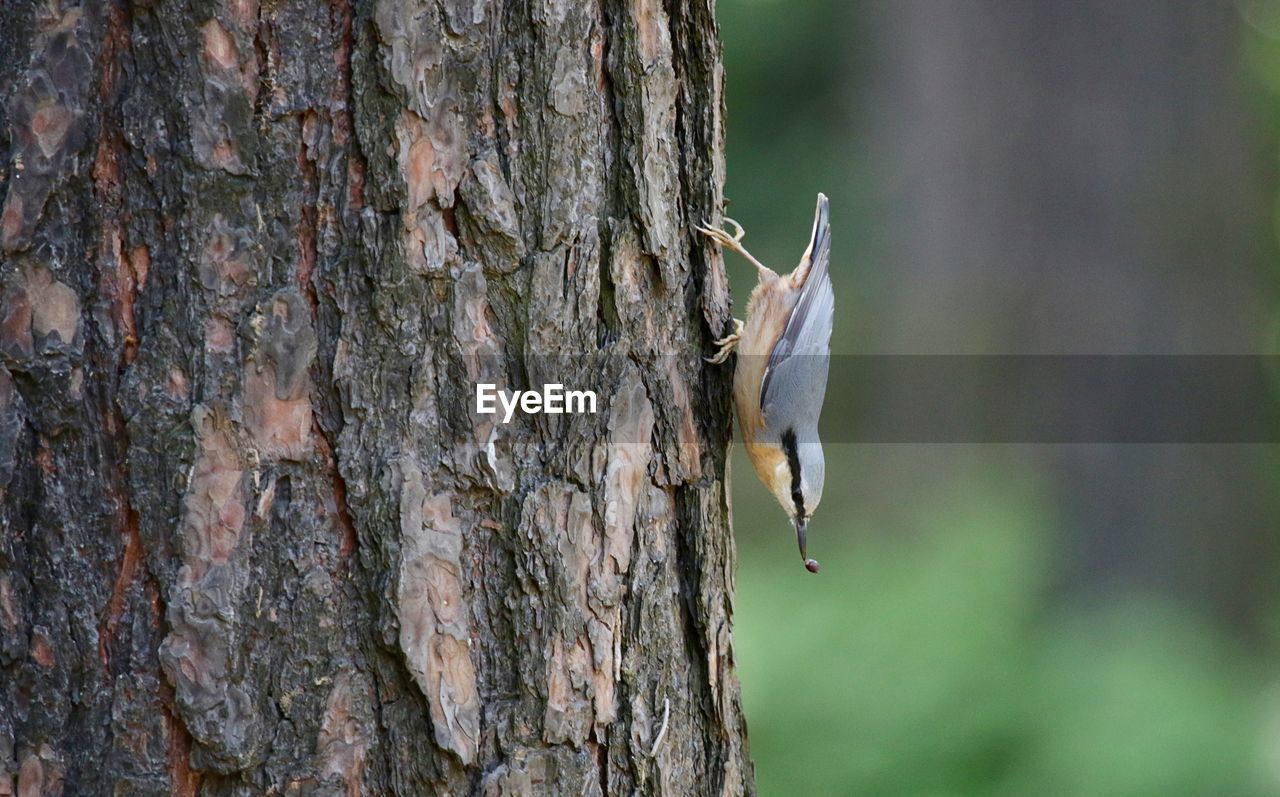 Close-up of nuthatch with seed in beak perching on tree trunk