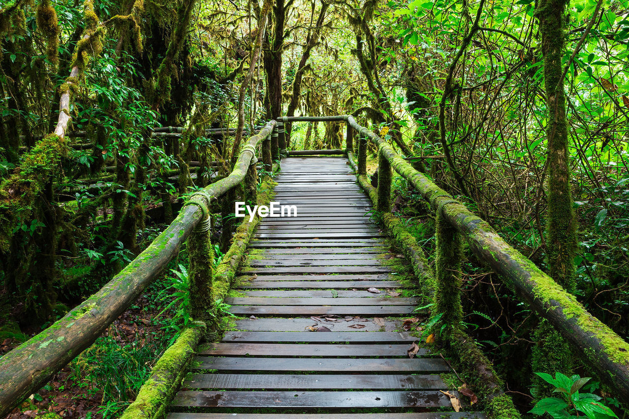 WOODEN FOOTBRIDGE IN FOREST